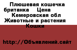 Плюшевая кошечка британка  › Цена ­ 1 500 - Кемеровская обл. Животные и растения » Кошки   